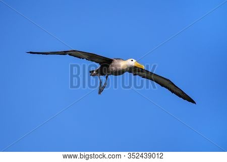 Waved Albatross (phoebastria Irrorata) In Flight On Espanola Island, Galapagos National Park, Ecuado
