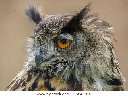 Eurasian Eagle Owl / Bubo Bubo