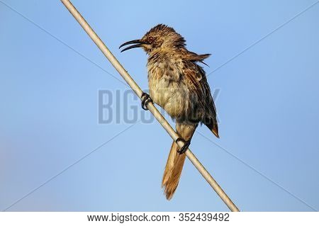 Hood Mockingbird (mimus Macdonaldi) On Espanola Island, Galapagos National Park, Ecuador. It Is Ende