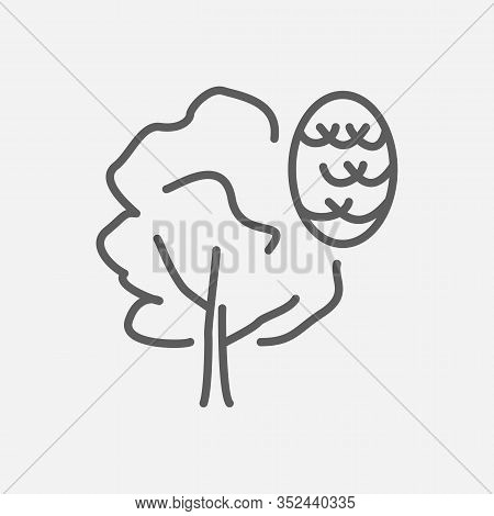 Alder Icon Line Symbol. Isolated Vector Illustration Of Icon Sign Concept For Your Web Site Mobile A