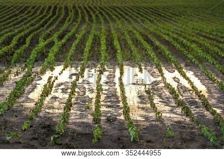 Crops Seedlings On The Field. Rows Of Green Plants In The Water. Growing And Farming. Spring Plantin