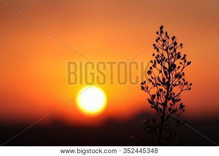 Silhouette Of Grass On A Background Of Orange Sunset. Landscape The Setting Sun And A Single Branch 