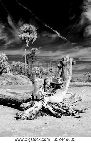 Black and white infrared photo of palm trees and driftwood on beach, alien landscape.