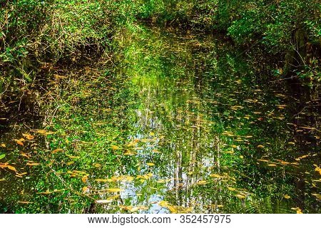 Forest Swamp Land In Okefenokee Swamp Park, Southern Georgia.