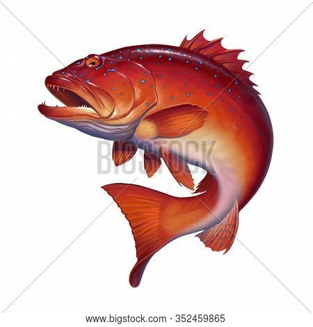 Coral Trout On White. Leopard Coral Groupe, Or Leopard Coral Trou. Realistic Illustration Sea Bass.