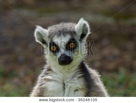 Ring Tailed Lemur