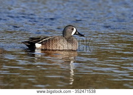 A Male Blue-winged Teal, Anas Discors On A Lake In Florida