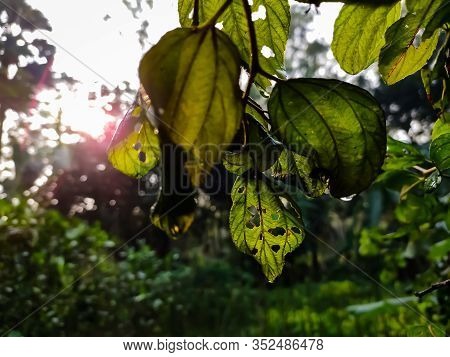 This Is The Leaf Of Ziziphus Mauritiana, Also Known As Chinese Date, Ber, Chinee Apple, Indian Plum,