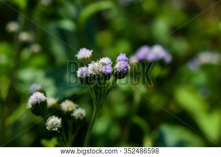 Ageratum Conyzoides Is Native To Tropical America, Especially Brazil, And Considered An Invasiva Wee