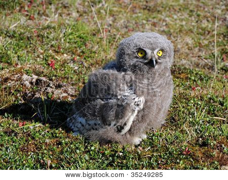 Цыпленок Снежный филин (bubo Scandiacus)