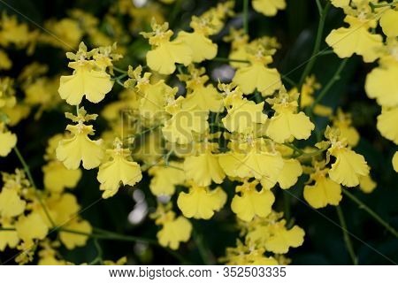 Tiny Yellow Oncidium Orchids At Full Bloom