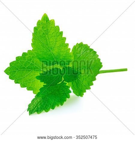 Melissa Leaves Or Lemon Balm Isolated On White Background. Fresh Mint Herb  Leaf  Close Up