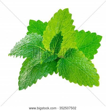 Melissa Leaves Or Lemon Balm Isolated On White Background. Fresh Mint Herb  Leaf  Close Up