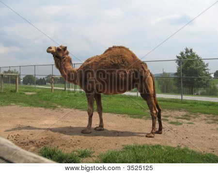 Camel