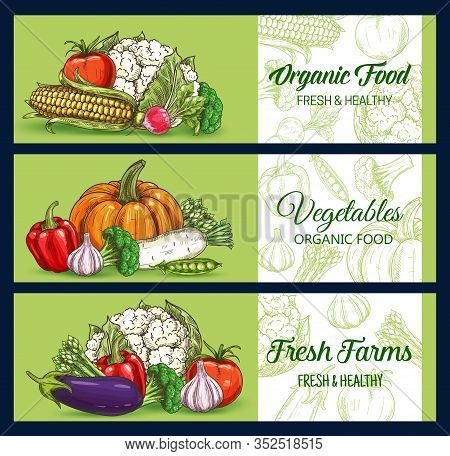 Vegetables And Farm Veggies, Vector Sketch Banners Of Market And Grocery Store. Cauliflower And Broc