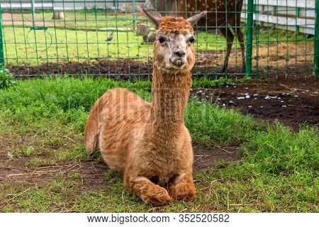 Lugovoy (dmitrov District), Russia- August 20 2019: A Sheared Llama Lies On The Grass In The Monaste
