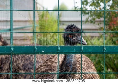 Lugovoy (dmitrov District), Russia- August 20 2019: Portrait Of An Ostrich Sitting Behind Bars In Th
