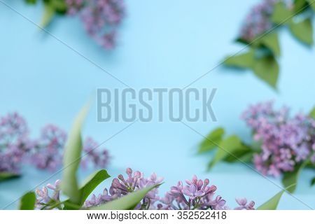 Lilac. Colorful Purple Lilacs Blossoms With Green Leaves.