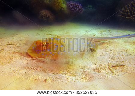 The Bluespotted Ribbontail Ray (taeniura Lymma) Swirling Sand At The Bottom To Hide In The Sand. Sti