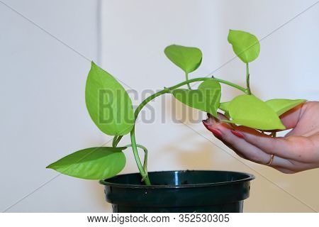 Home Living Plant-scindapsus, Gardening Apartment, Transplanting Plants, Preserving The Environment