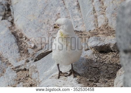 The Snowy Sheathbill Chionis Albus , Also Known As The Greater Sheathbill That Lives Mostly Near Pen
