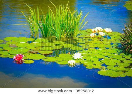 flores