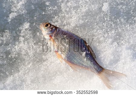 Winter Fishing. Caught A Small Freshwater Fish-blicca Bjoerkna Lies On The Ice Of The River.