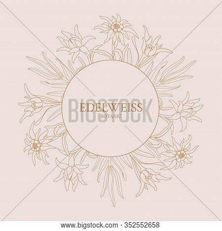 Edelweiss. Frame With Edelweiss Flowers On A Pink Background. 
Vector Stock Illustration.