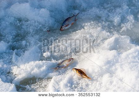Winter Fishing. A Few Small Fish - A Meager Catch Of A Winter Fisherman Lies On The Ice Of The River