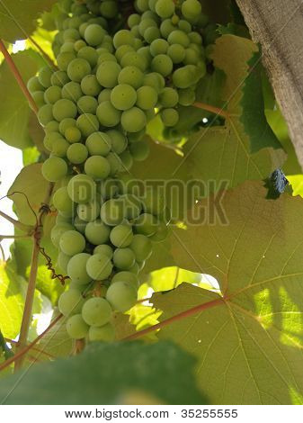 Winogrona na wino