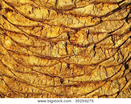 Palm-Baum-Stamm-Hintergrund