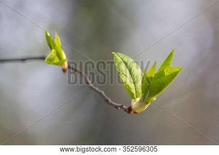 Green Leaves Are Dismissed On A Branch In The Park In The Spring New Life. Nature