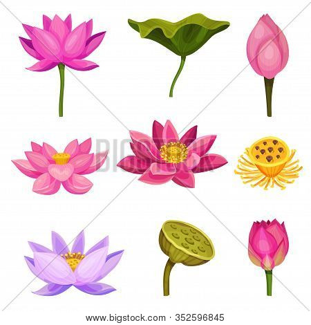 Lotus Aquatic Plant With Large Showy Flowers And Leaves Isolated On White Background Vector Set