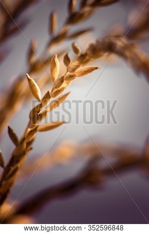 Spikelet Of Corn On A Purple Background On A Sunny Day. Flowering Season Of The Corn Crop. Backgroun