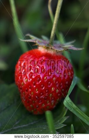 Closeup Of Fresh Organic Strawberrie Growing On The Vine