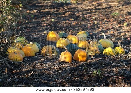 Different Varieties Of Squashes And Pumpkins In The Garden. Colorful Autumn Vegetables Cut In Half