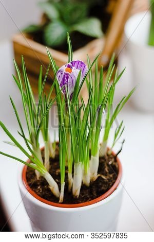 Beautiful Purple Crocus Flower Blooming In A Pot.