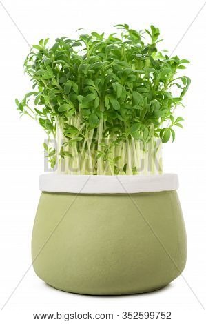 Watercress (lepidium Sativum) In Vase  Isolated On White