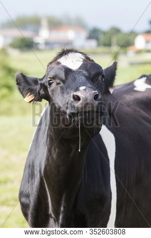 A Black And White Milk Cow Drools In A Very Funny Gesture. Bos Primigenius Taurus