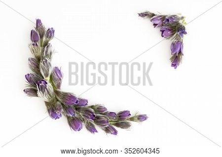 Beautiful Floral Border Made Of Violet Purple Spring Flower On The White Background. Copy-space