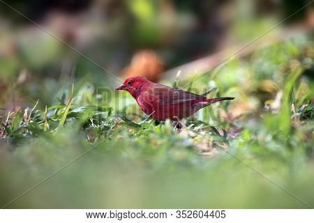 The Red-billed Firefinch Or Senegal Firefinch (lagonosticta Senegala) Sitting In Green Grass.a Small