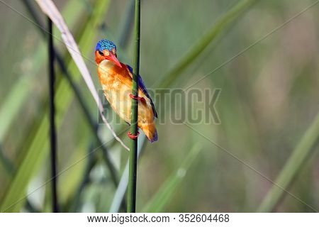 Malachite Kingfisher (corythornis Cristatus) Sitting On A Reed With Green Backround By The River Nil