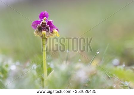 Saseta, Burgos/spain; May 02, 2018. Ophrys Tenthredinifera Orchid In A Field.