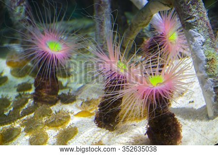 Mediterranean Snakelocks Sea Anemone In Water At Valencia