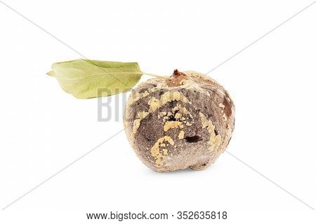 Rotten Apple Isolated On A White Background