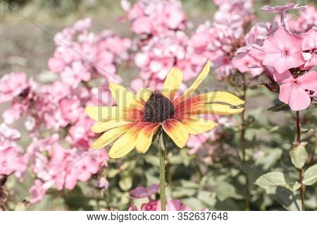 Bright Rudbeckia Flower With Orange Red Petals And Black Center In Summer Garden Close Up On Pink Ba