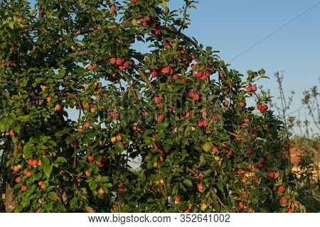 Red Ripe Small Small Rennet Apples On Apple Tree Branch Glow In The Sun. Autumn Harvest Of Apples On