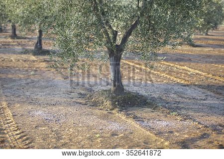 Fertilizer Balls Over Olive Plantation Soil. Selective Focus