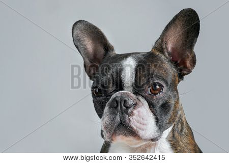 Portrait Boston Terrier Pure Breed Soft Grey Background Closeup