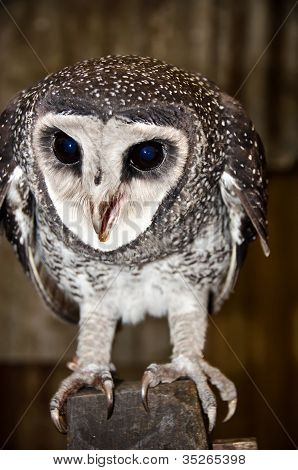 仮面のフクロウは、オーストラリアの野生動物